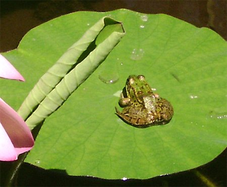 1 grenouille2.jpg, 181 KB
