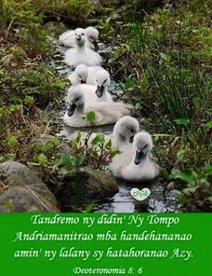 7380-Tandremo.jpg, 37 KB