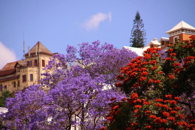 Jacaranda_Anosy.jpg, 118 KB