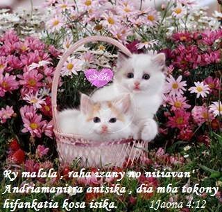 Mifankatiava.jpg, 37 KB